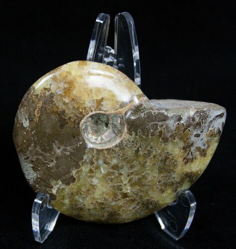 Inch Polished Ammonite From Madagascar #2253